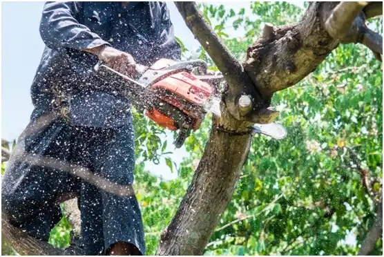 tree services Shanor-Northvue